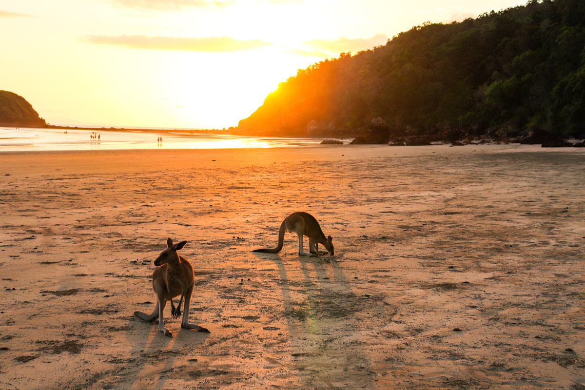 kangaroos on beach at sunset